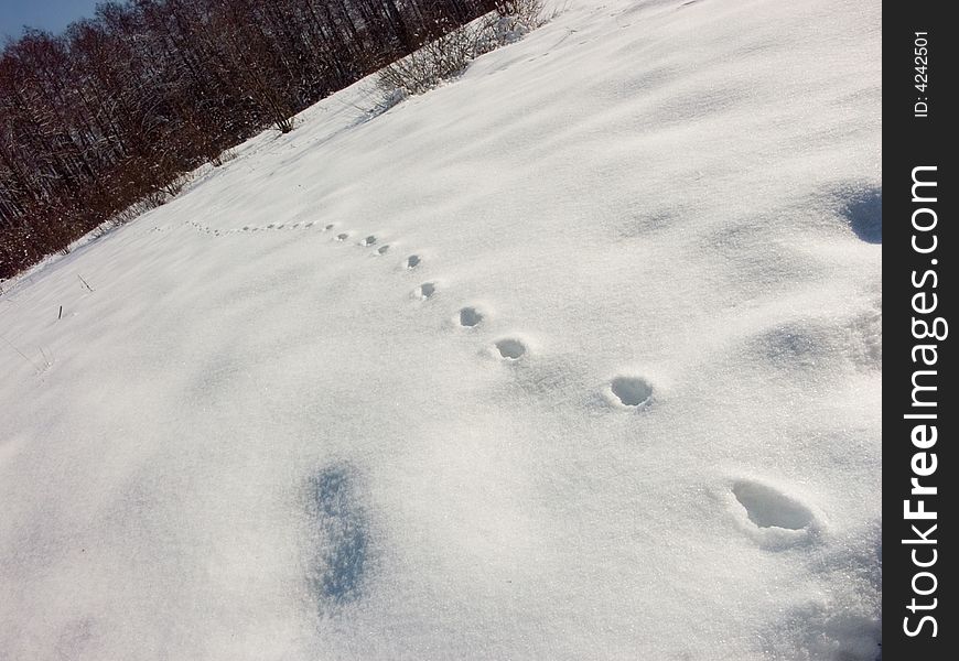 Tracks on the fresh snow which covered meadow fat layer. Tracks on the fresh snow which covered meadow fat layer.