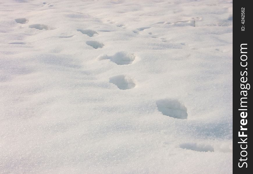 Tracks On The Snow