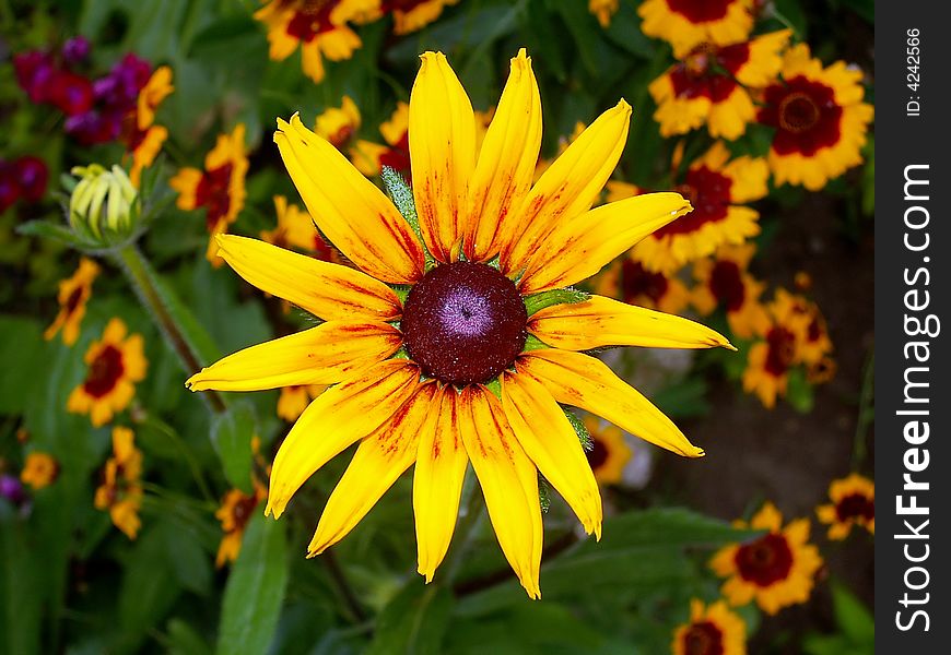 Closeup of Rudbeckia flower with brown composite inflorescence and yellow petals. There are group of red and yellow Coreopsis flowers on background. Closeup of Rudbeckia flower with brown composite inflorescence and yellow petals. There are group of red and yellow Coreopsis flowers on background.