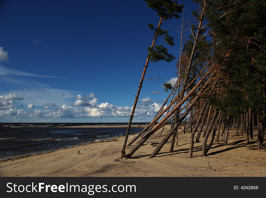 Pines along the baltic sea shore. Pines along the baltic sea shore