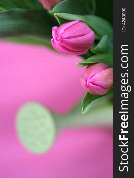 A close up of a bunch of pink tulips