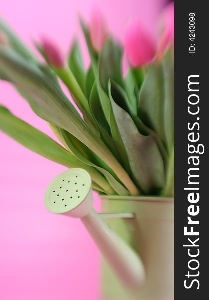 A green watering can full of pink tulips, special focus technique. A green watering can full of pink tulips, special focus technique