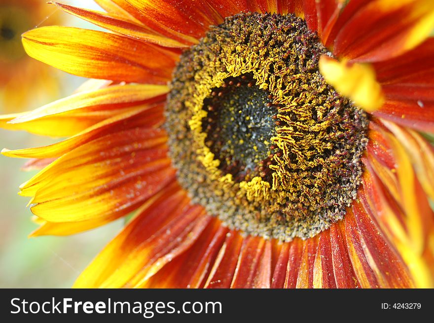 Image of sunflower close up