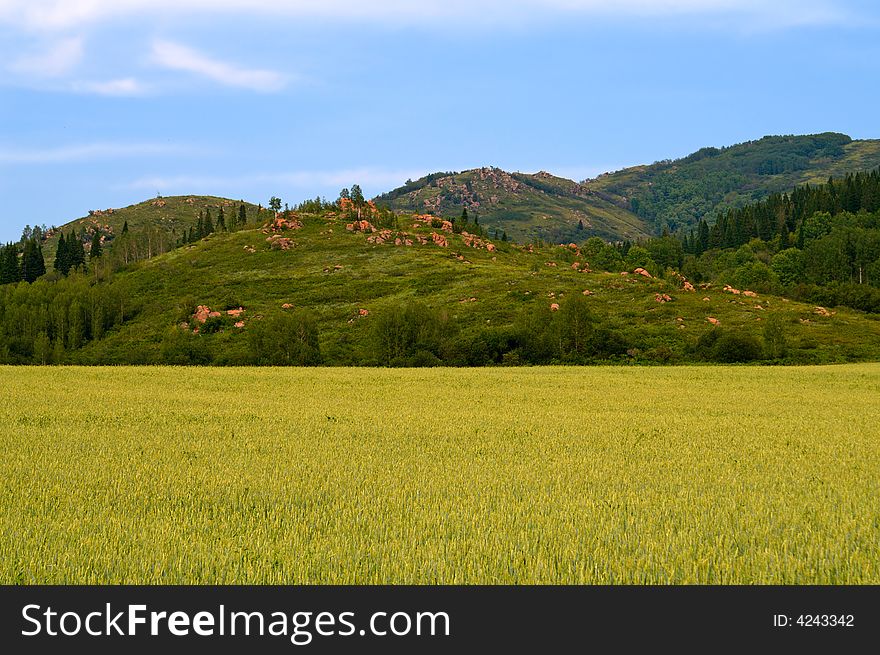 Wheat field near to mountains and forest