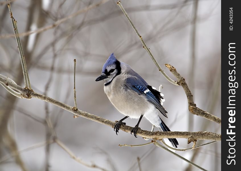 Blue jay perched on a tree branch