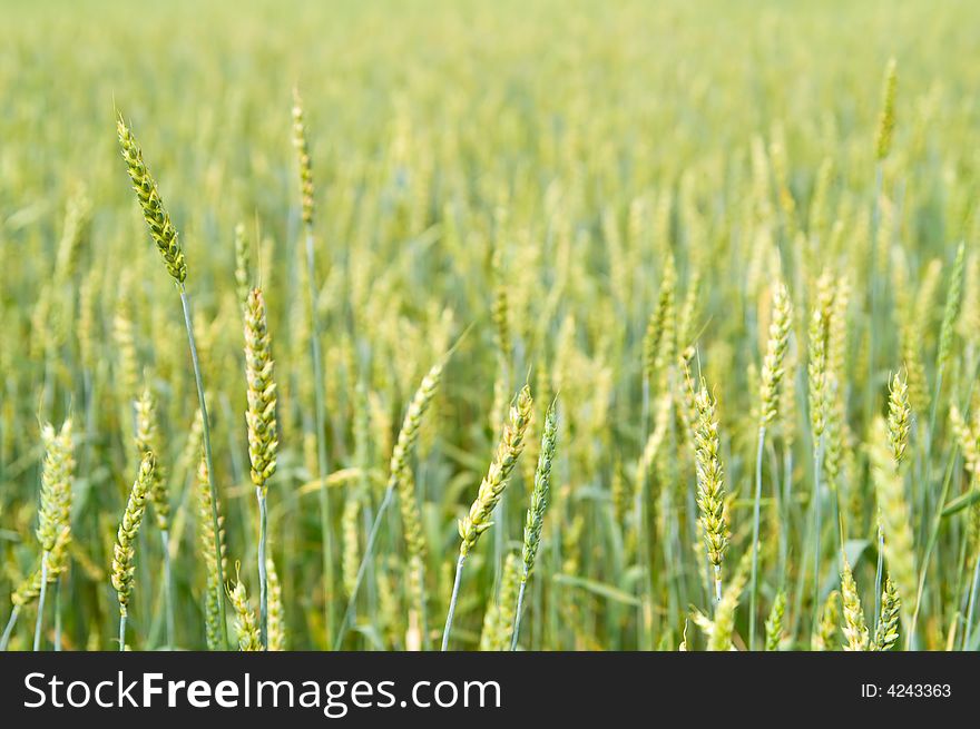 Green/yellow wheat field background