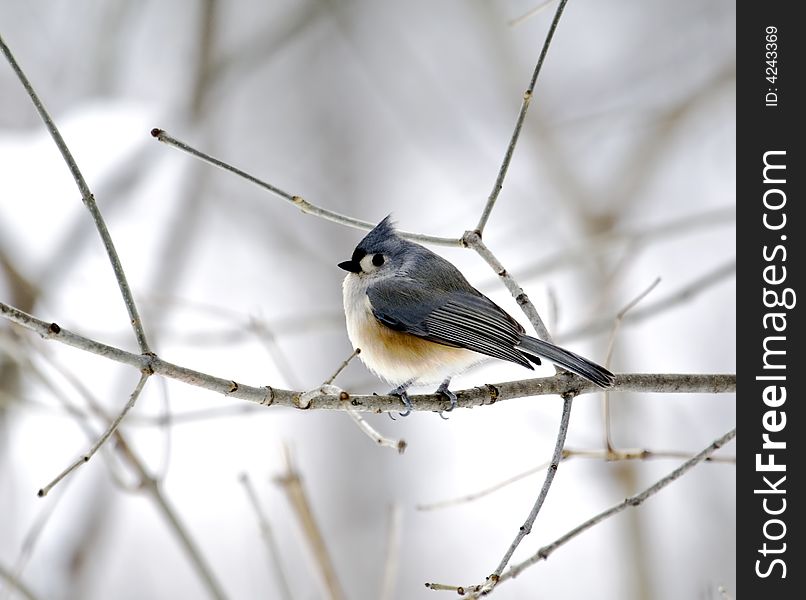 Tufted titmouse perched on a tree branch