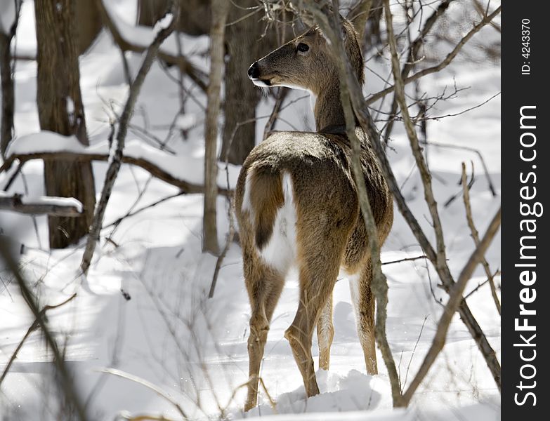 White-tailed deer standing in the snowy woods