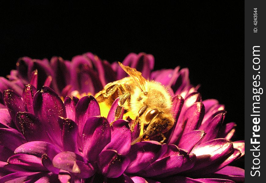 A bee in a flower in a autumnal evening