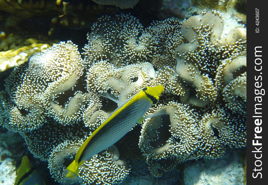 Coral Reaf Fish