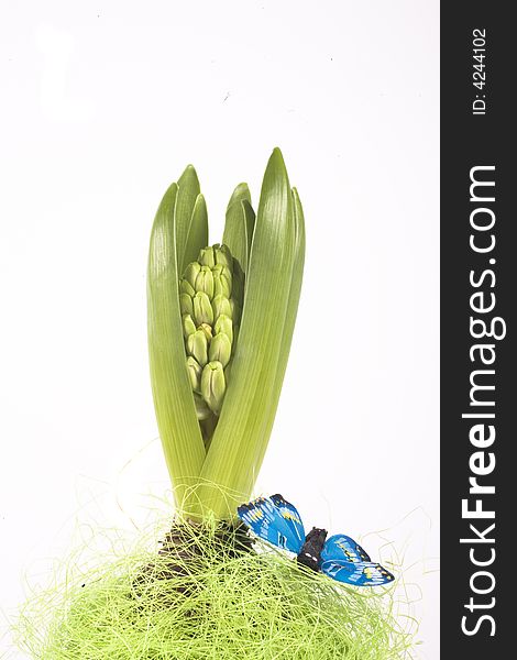 Young hyacinth in flowerpot on white background
