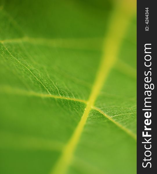A macro depth of field background of a fresh green leaf. A macro depth of field background of a fresh green leaf.