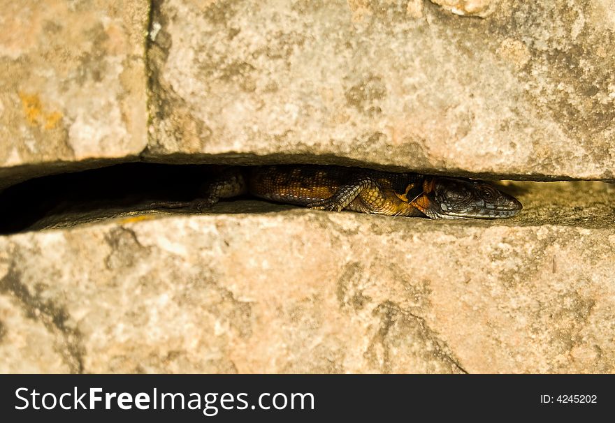 Gods window small colourful lizard hiding between two rocks South Africa. Gods window small colourful lizard hiding between two rocks South Africa