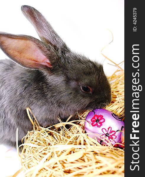 Rabbit on white background with easter eggs