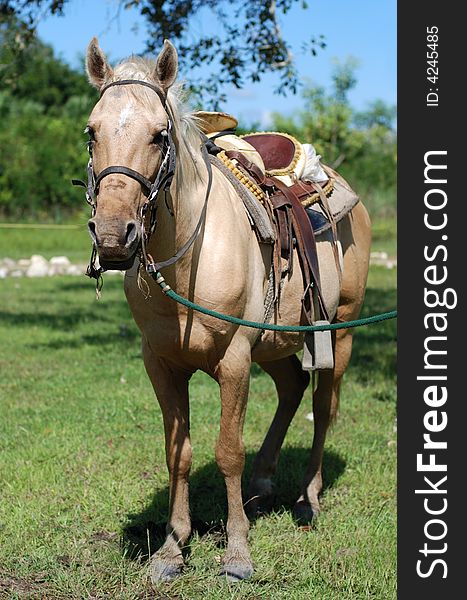 The horse that lives and works in ecological park in Belize. The horse that lives and works in ecological park in Belize.