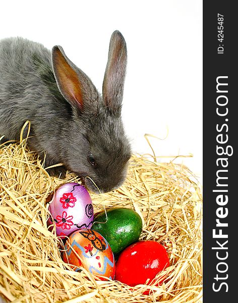 Rabbit on white background with easter eggs. Rabbit on white background with easter eggs