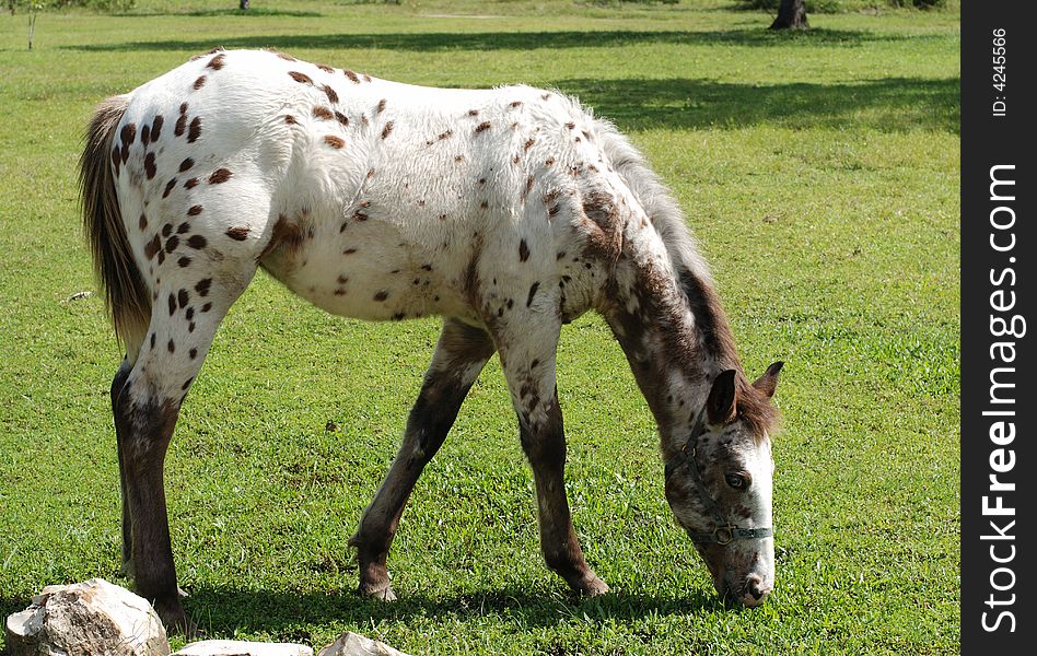 The horse with brown spots in Bacab ecological park in Belize. The horse with brown spots in Bacab ecological park in Belize.