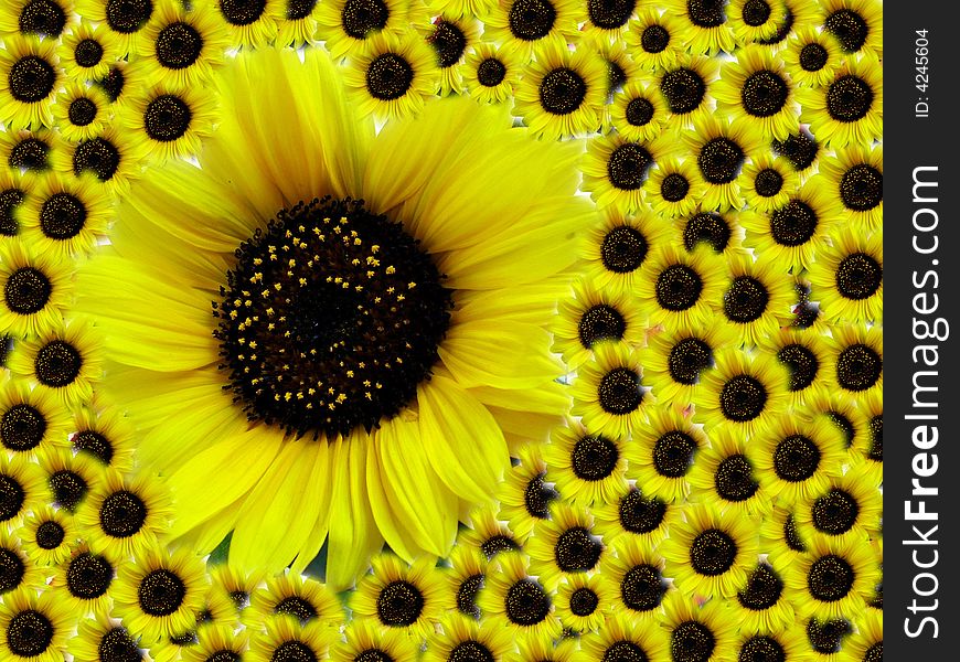 Sunflower - Mother With Children