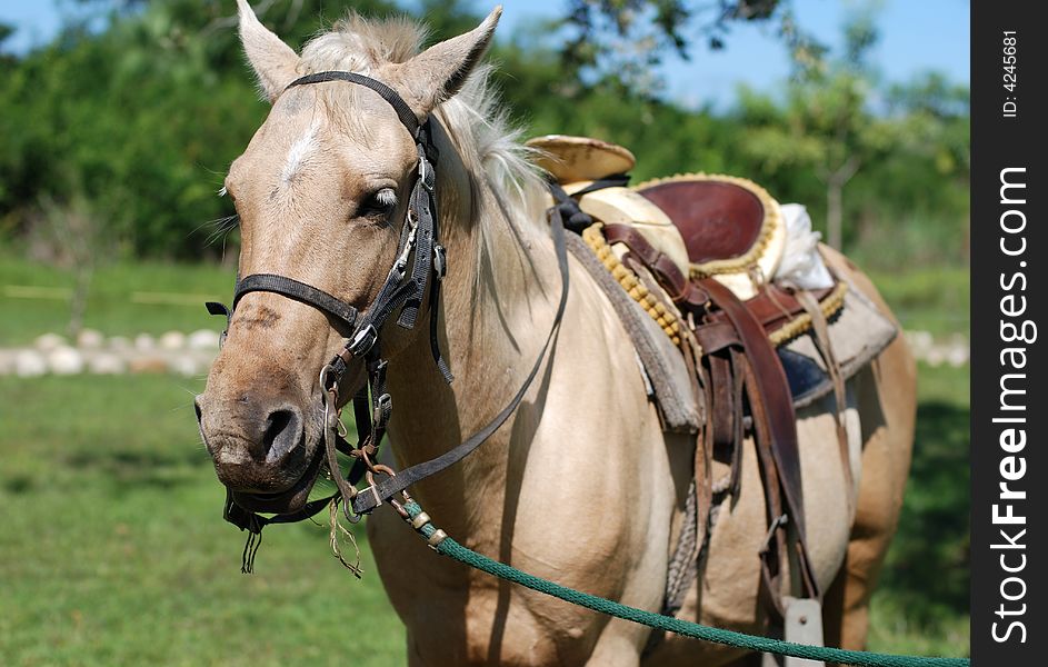 The portrait of a horse that lives and works in an ecological park in Belize. The portrait of a horse that lives and works in an ecological park in Belize.