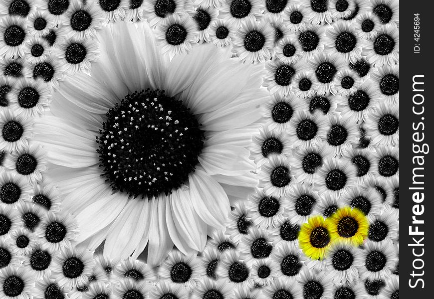 Big sunflower with small sunflowers - mother with many children in black and white mood. Big sunflower with small sunflowers - mother with many children in black and white mood.