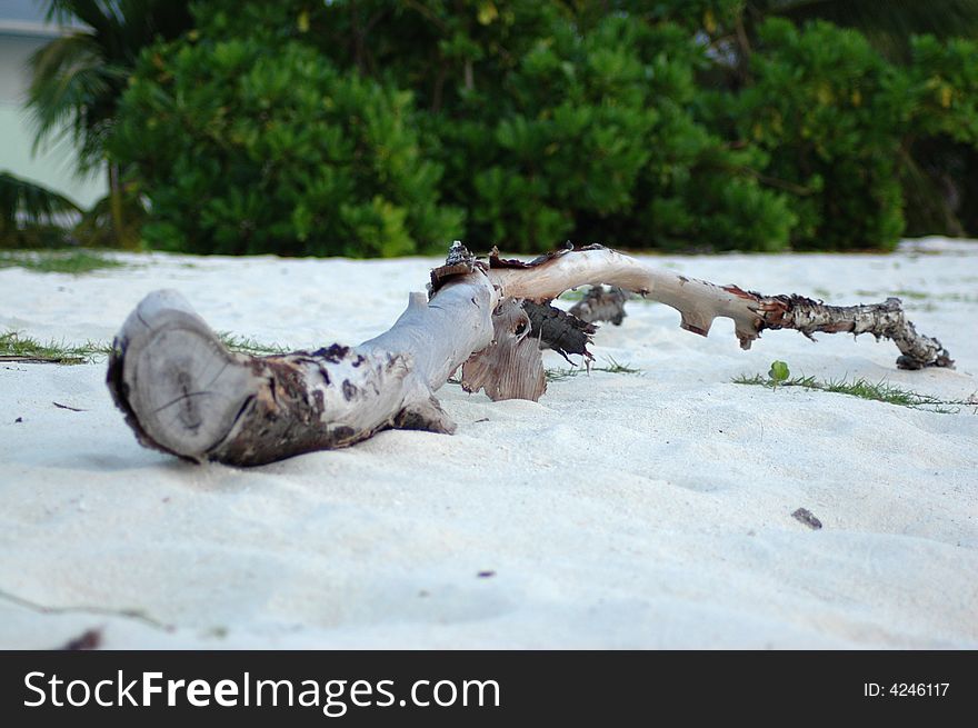 A washed driftwood on a sandy beach