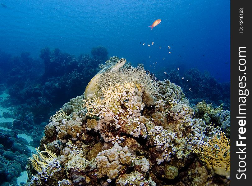 Corals Of The Red Sea