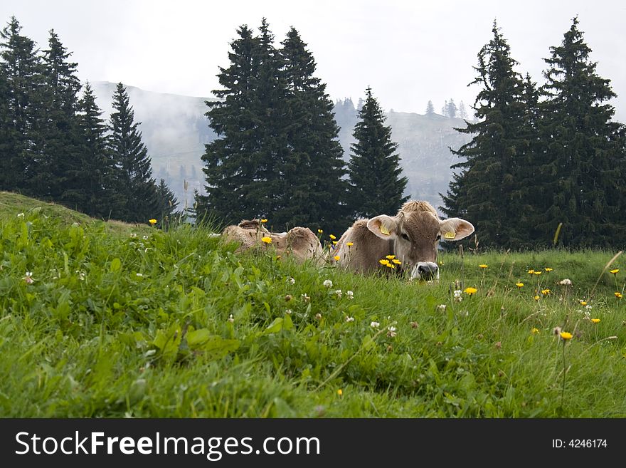 Swiss cow pastured free in the mountains. Rigi region. Swiss Alps. Swiss cow pastured free in the mountains. Rigi region. Swiss Alps.