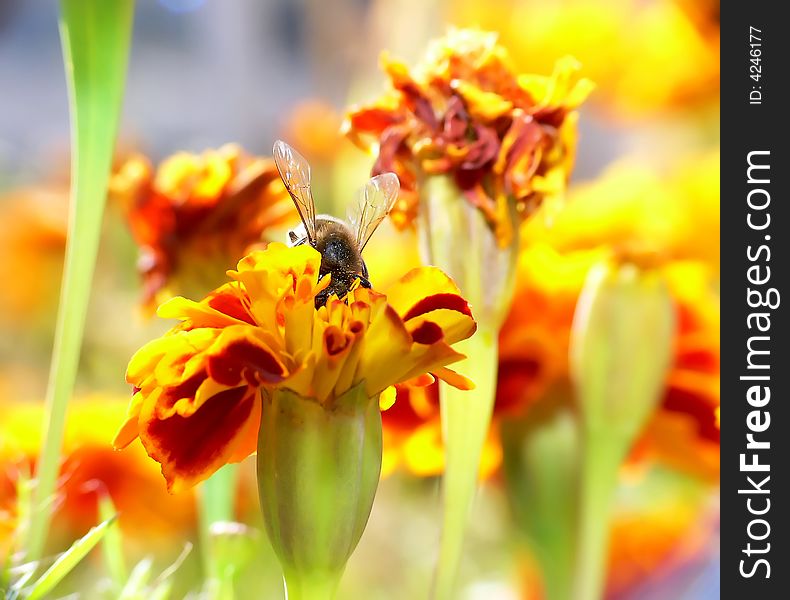Bee looking for pollen