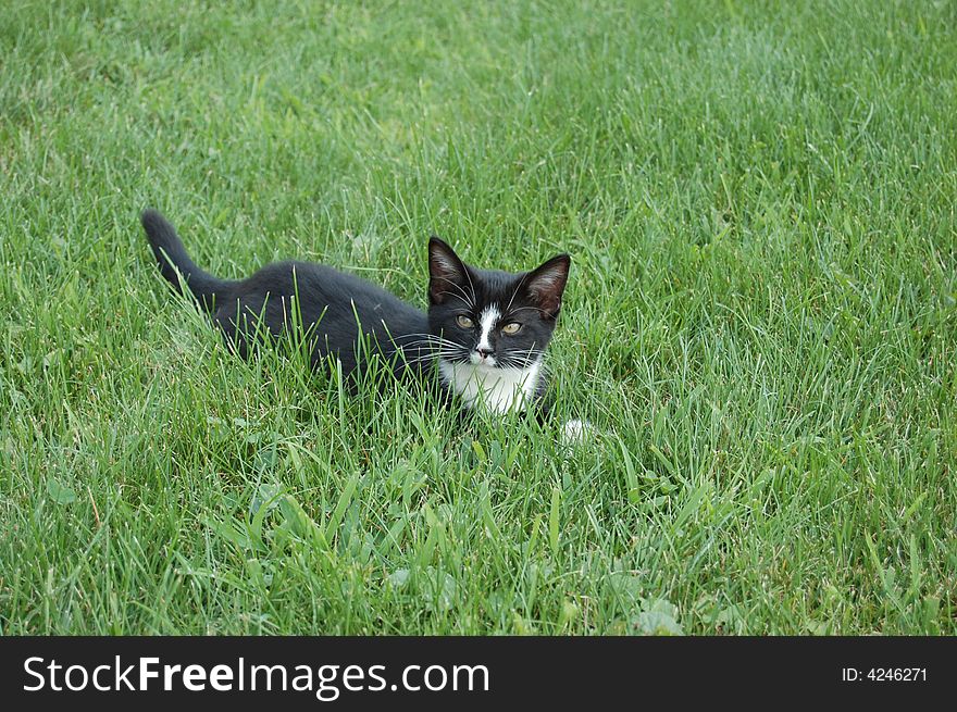 Black and white kitty in grass.