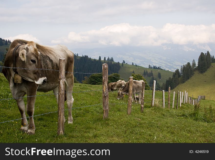 Cattle enclosed. Swiss cows pastured in Swiss Alps. Rigi region. Switzerland. Cattle enclosed. Swiss cows pastured in Swiss Alps. Rigi region. Switzerland