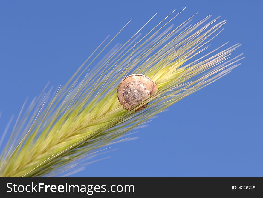 Snail on a grass leaf