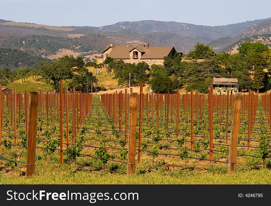 Napa Valley vineyard at sunset