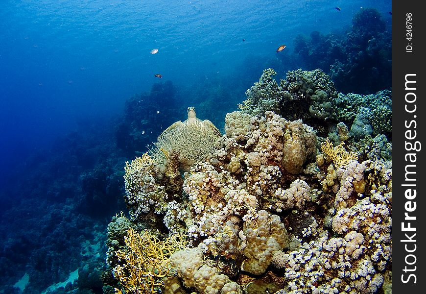 Corals Of The Red Sea