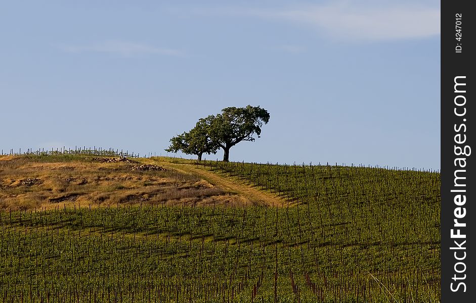 Lonely tree in the middle of Napa Valley vineyard