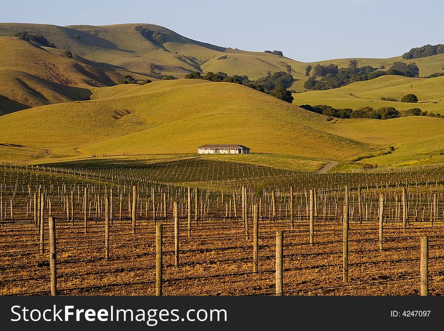 Napa Valley vineyard at sunset in California