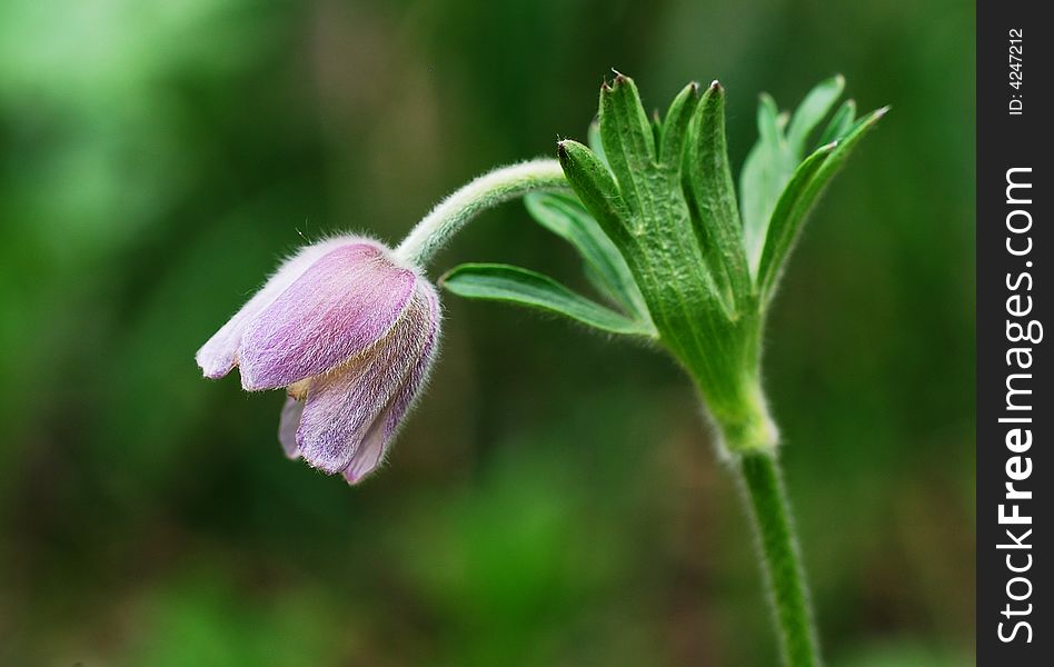 Purple pasque flowers with green background