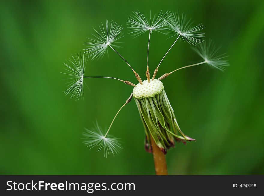 A close-up shot of seeded dandelion
