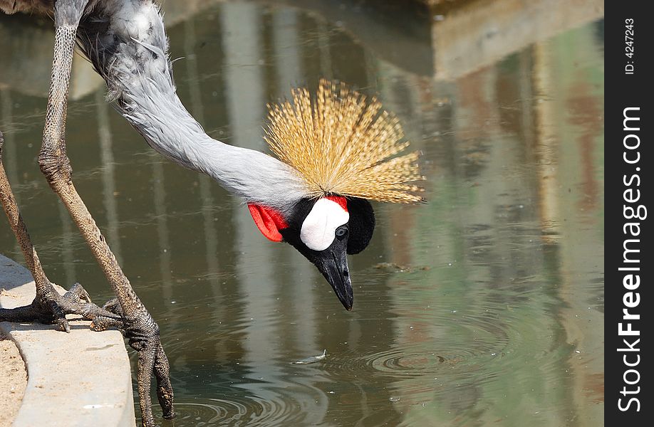 African crowned crane waterside feeding