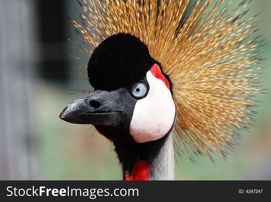 Close-up Shot of an African Crowned Crane Head