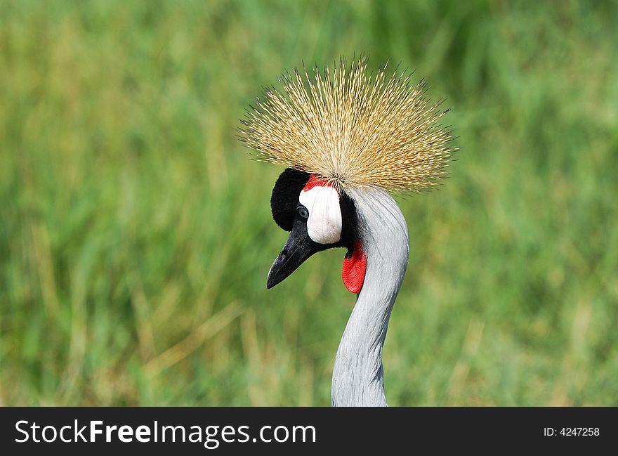 Close-up Shot of an African Crowned Crane Head
