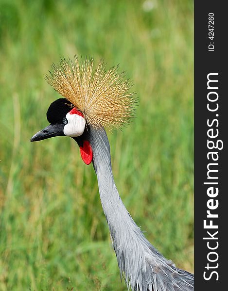 Close-up Shot of an African Crowned Crane