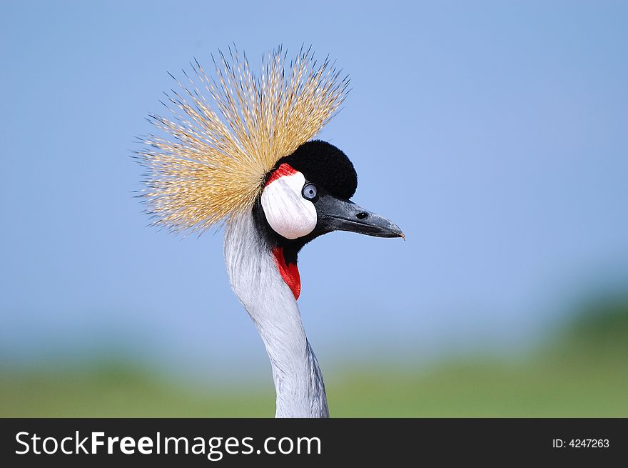 Close-up Shot of an African Crowned Crane head