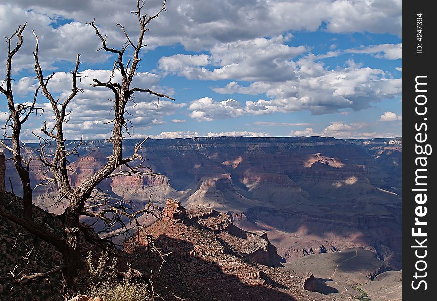 Scenic view of a dead tree at the top of the Grand Canyon in Arizona. Scenic view of a dead tree at the top of the Grand Canyon in Arizona