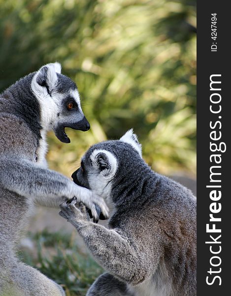 Couple of lemur playing and interacting. Couple of lemur playing and interacting