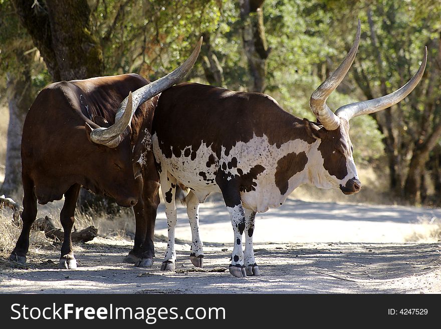 Two water buffalos in middle of dirt road