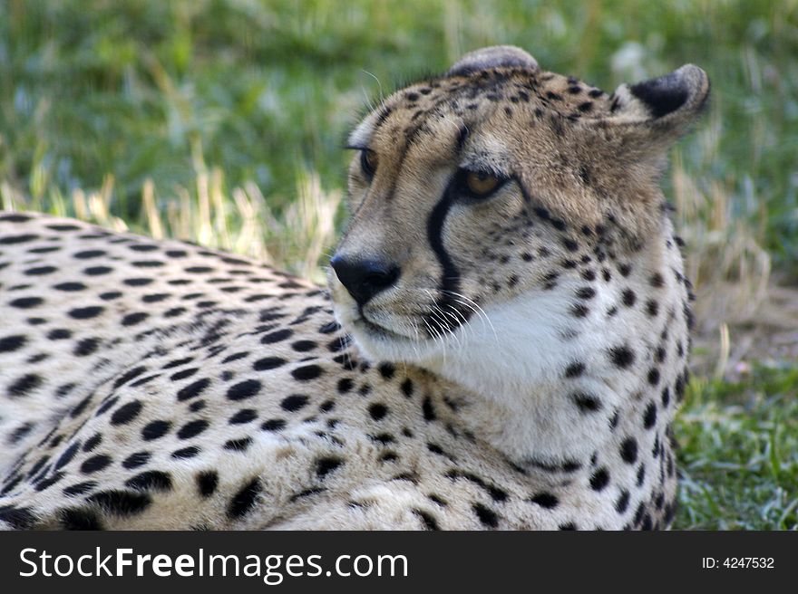 Close up of a cheetah laying down and looking up