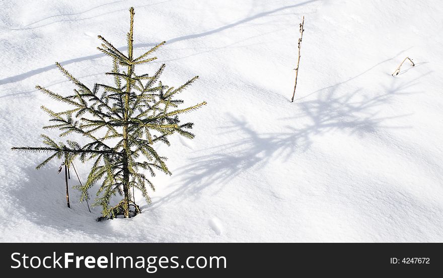Small evergreen, a coniferous tree. Winter ï¿½ a frosty sunny day. Small evergreen, a coniferous tree. Winter ï¿½ a frosty sunny day.