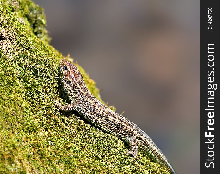 Lizard. Russia reserve, Voronezh area.