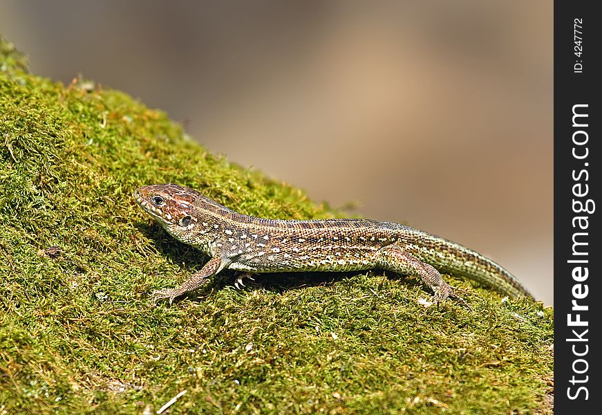 Lizard. Russian reserve, Voronezh area.