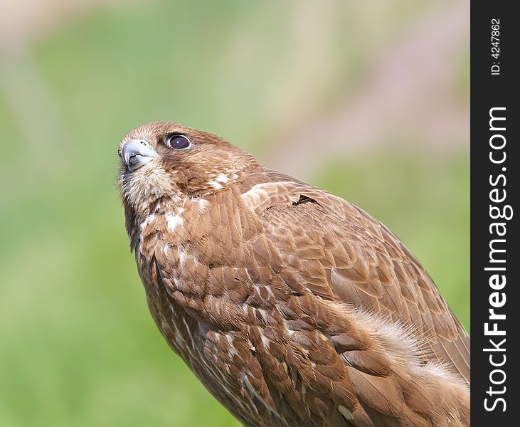 Falcon ( Falco Cherrug )